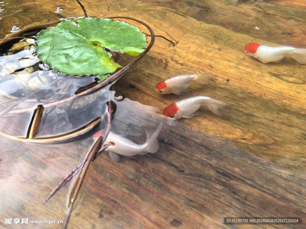 池塘中游动的金鱼与荷叶