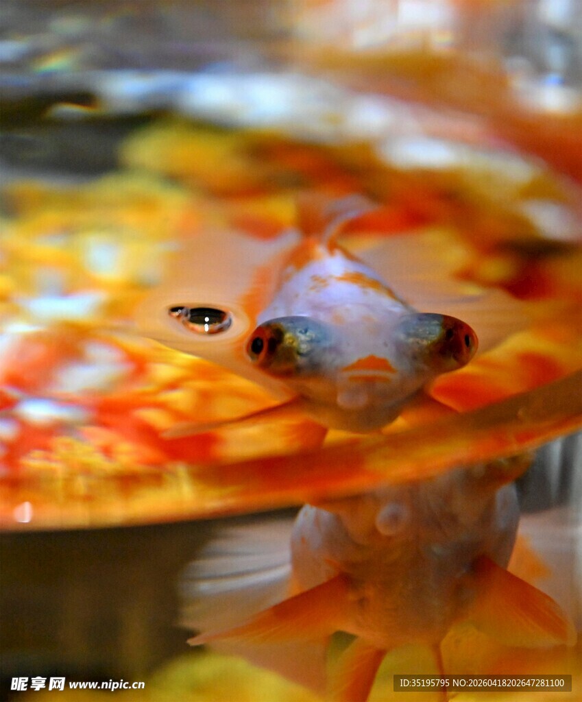 灵动金鱼水中悠游