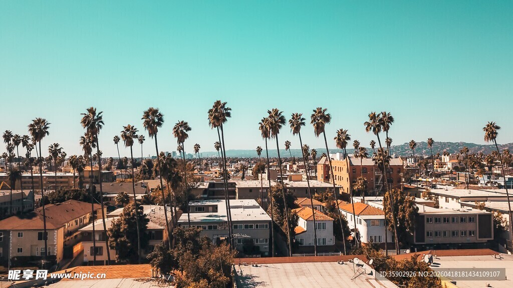 海滨城市棕榈树景观