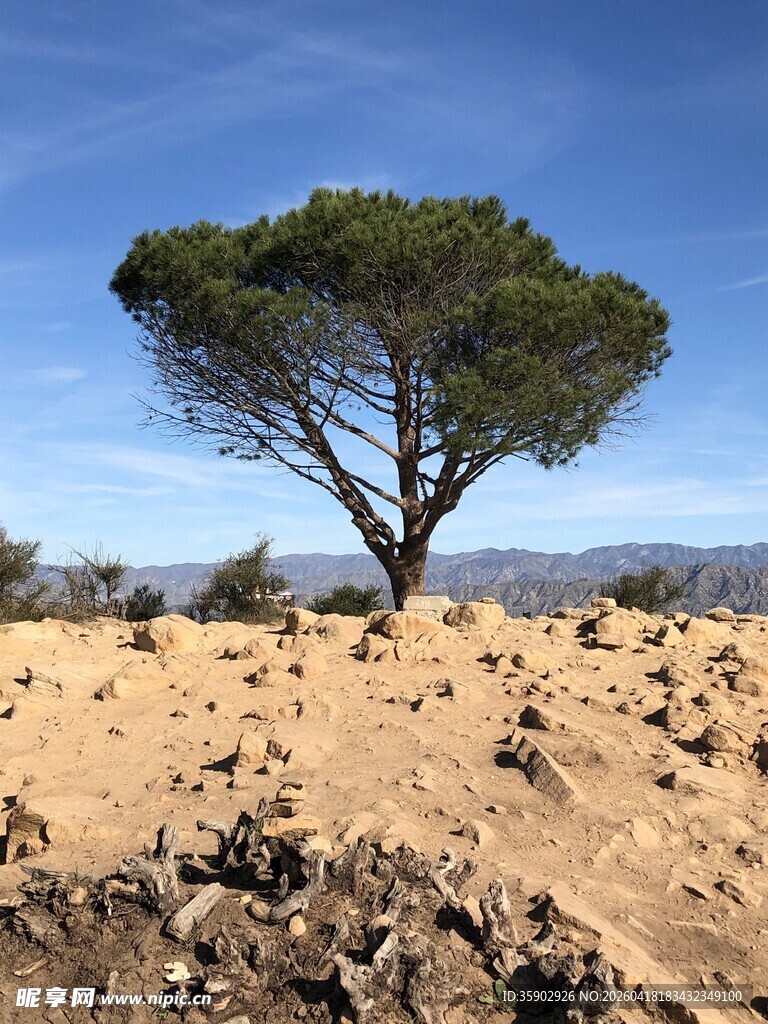 沙漠中孤独挺立的大树