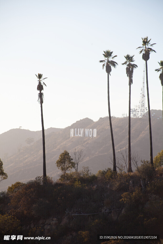 洛杉矶好莱坞标志与棕榈树