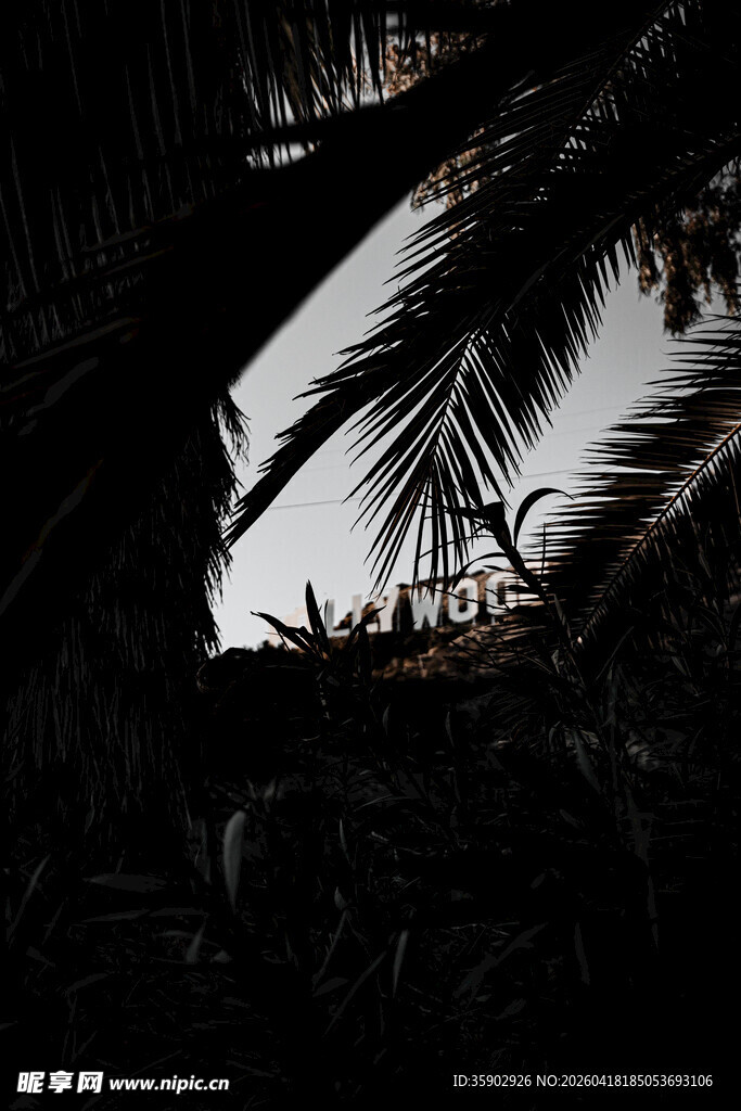 透过枝叶看朦胧天空