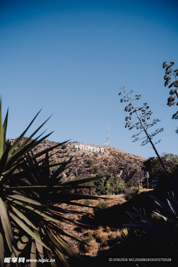 沙漠中的绿植与远山景观