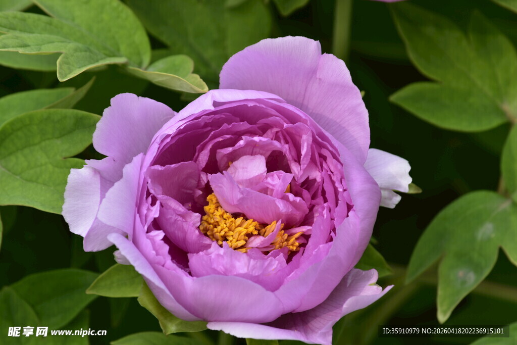 娇艳紫牡丹绽放