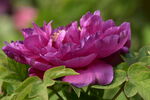 娇艳盛开的紫色牡丹花