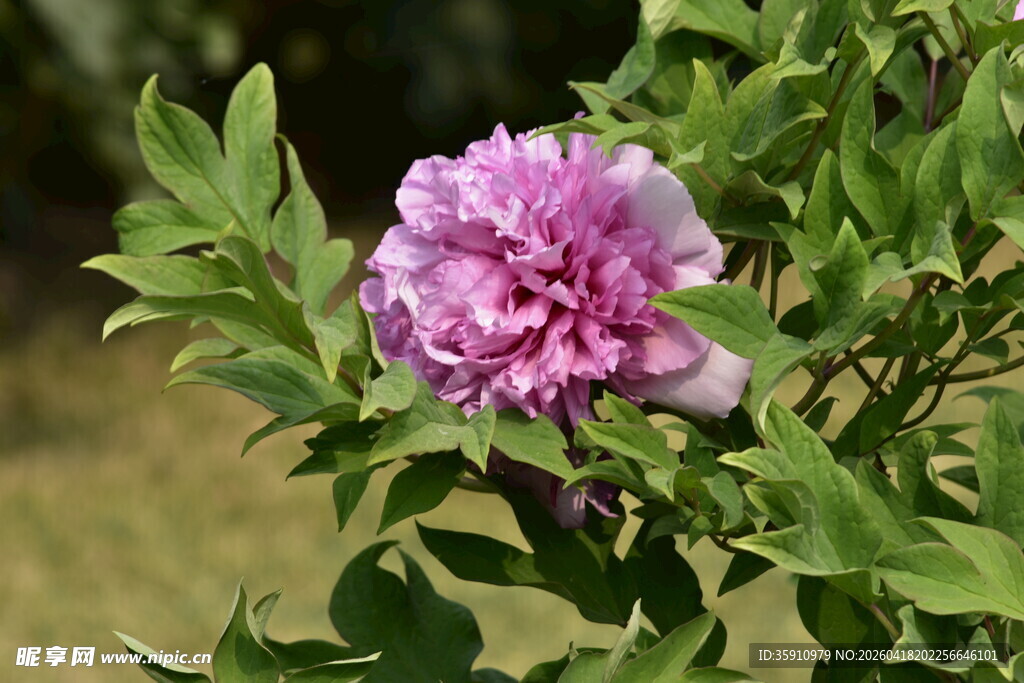 娇艳盛开的粉牡丹花