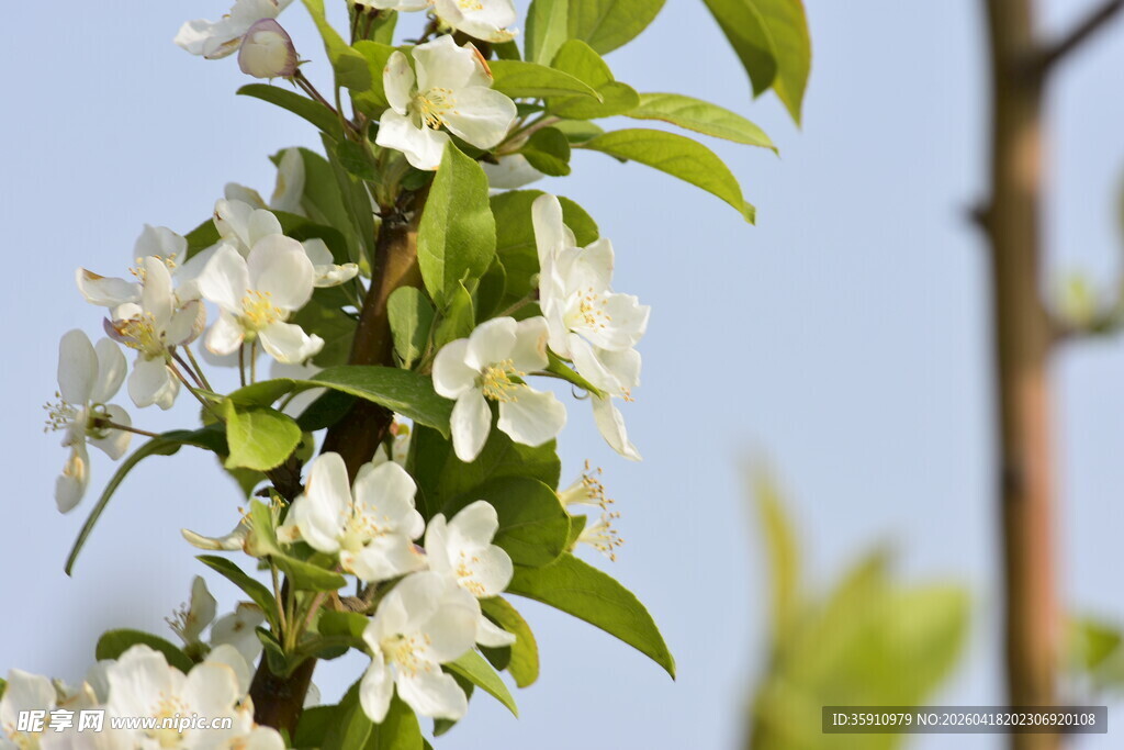 洁白茉莉花枝绽放