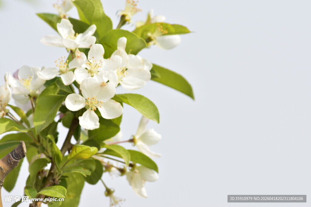 洁白花朵绽放枝头