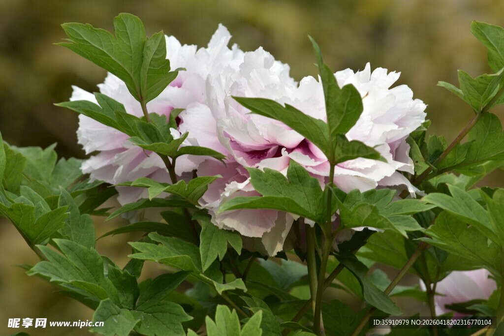 娇艳盛开的白色牡丹花