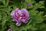 娇艳盛开的紫色牡丹花
