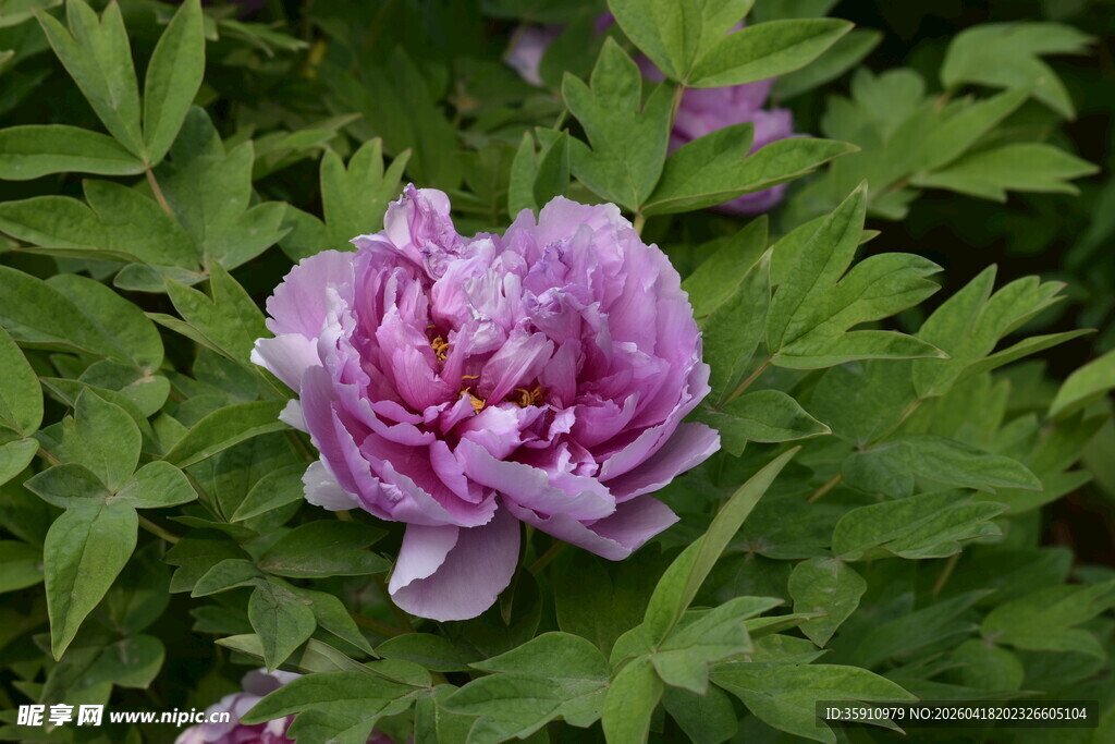 娇艳盛开的紫色牡丹花