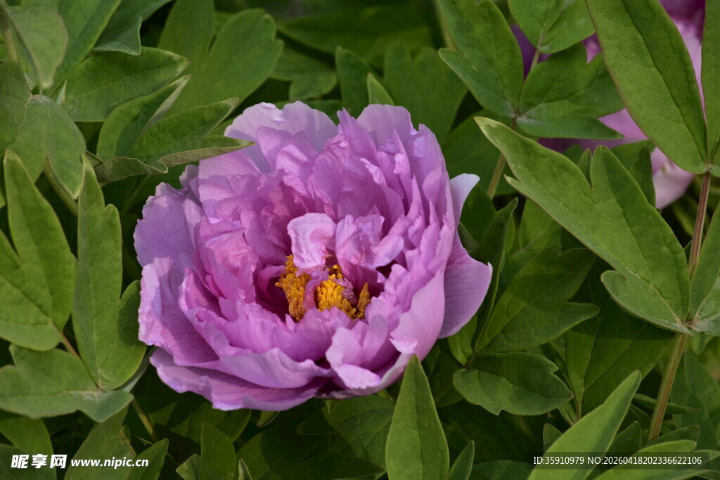 娇艳紫色牡丹花特写
