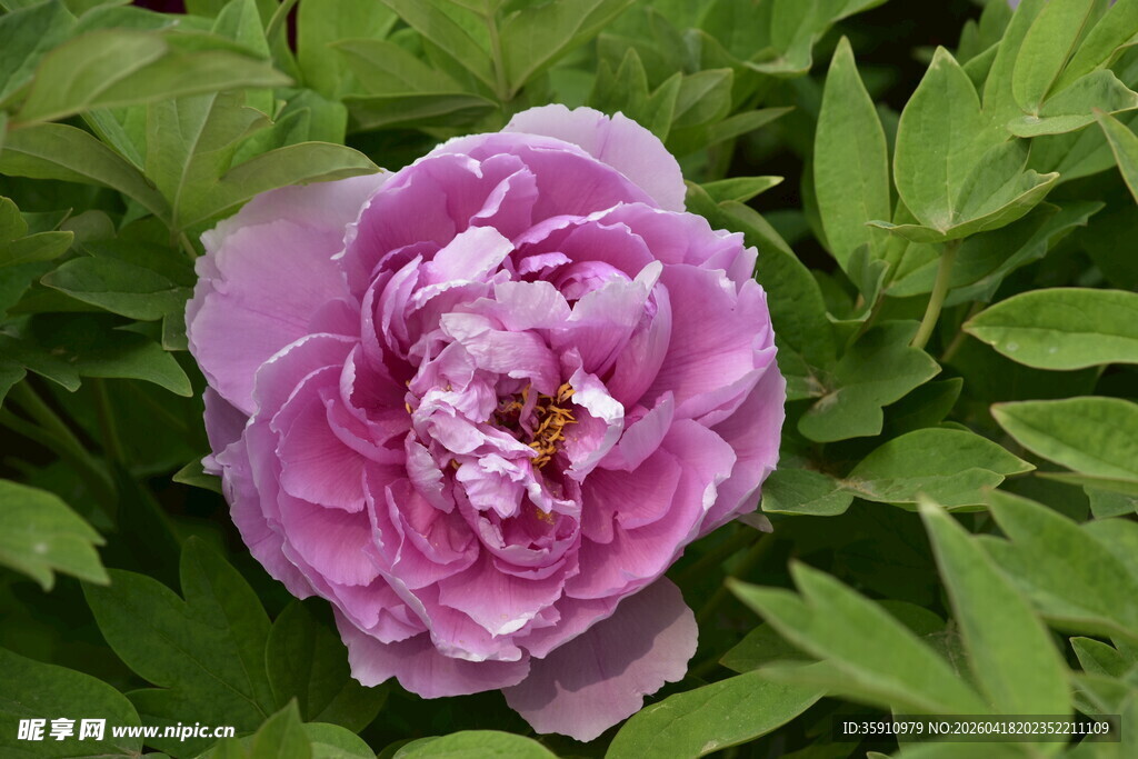 娇艳粉色牡丹花