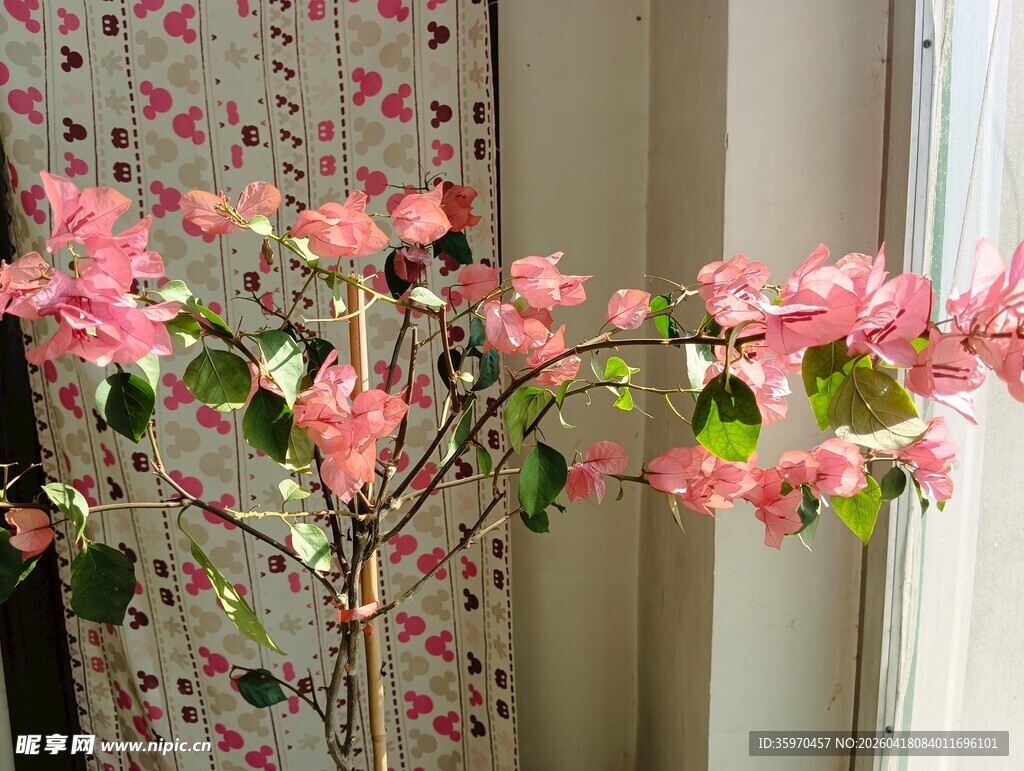 室内盛开的粉色花卉植物