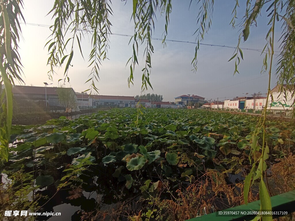 田园风光中的葱郁蔬菜