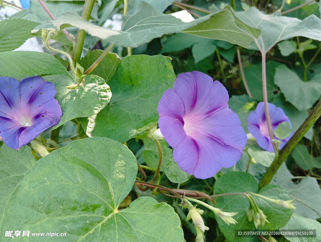紫色牵牛花绽放绿叶间