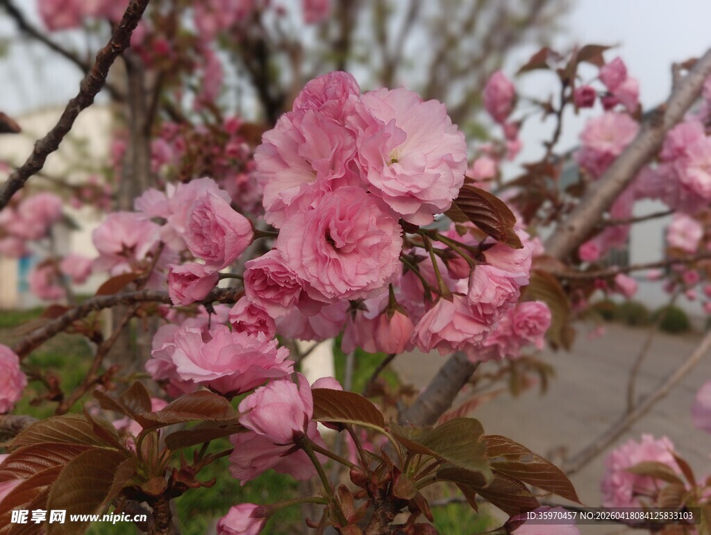 娇艳绽放的粉色樱花