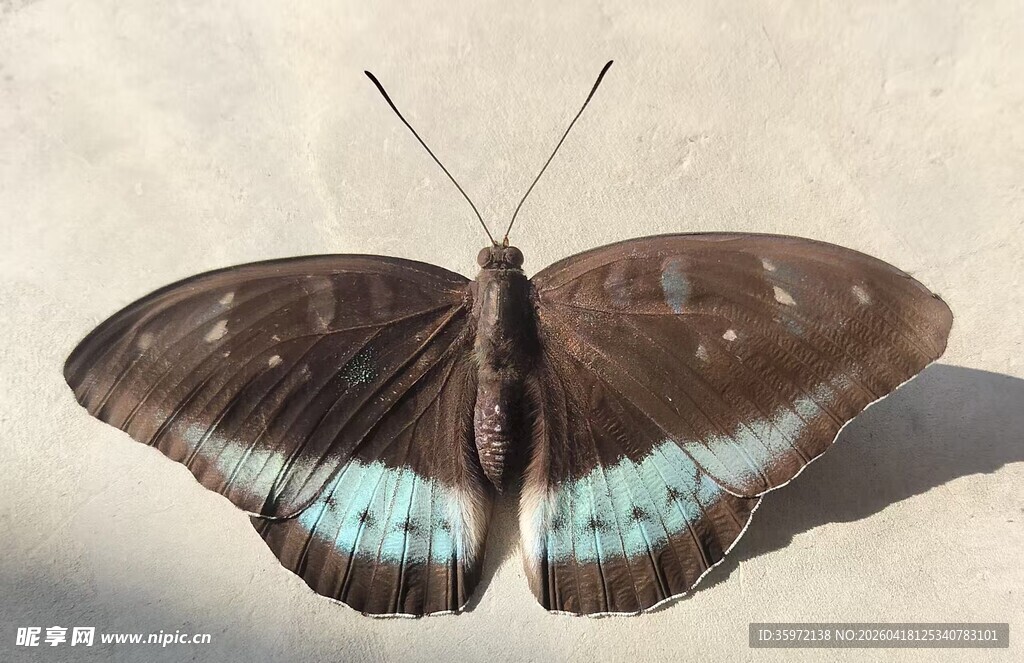 蓝斑褐蝶特写 