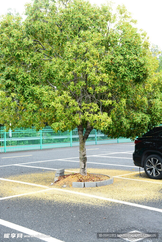 停车场中的一棵绿树