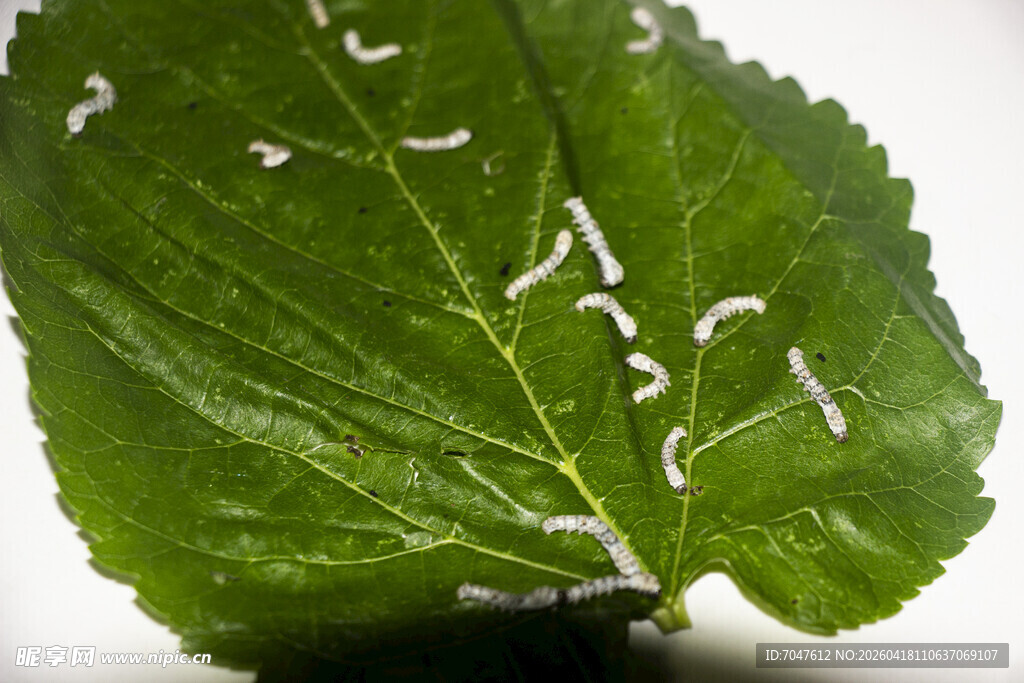 绿叶上的蠕动小蚕宝宝