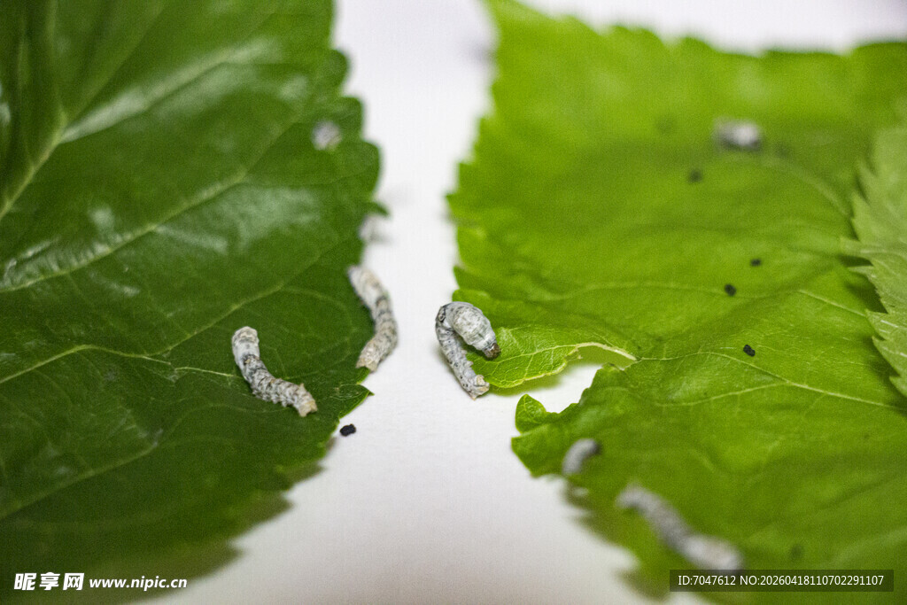 绿叶上的蚕宝宝