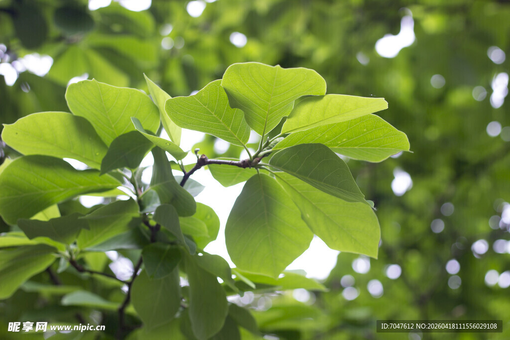白玉兰枝叶特写