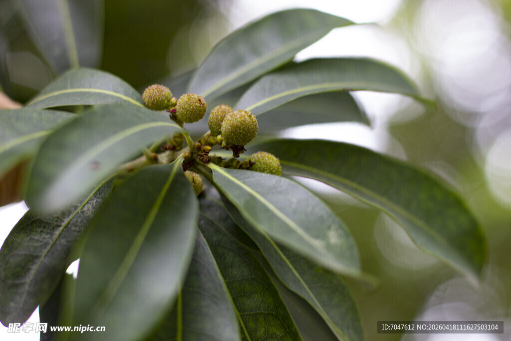 枝头绿叶间的青涩杨梅果实