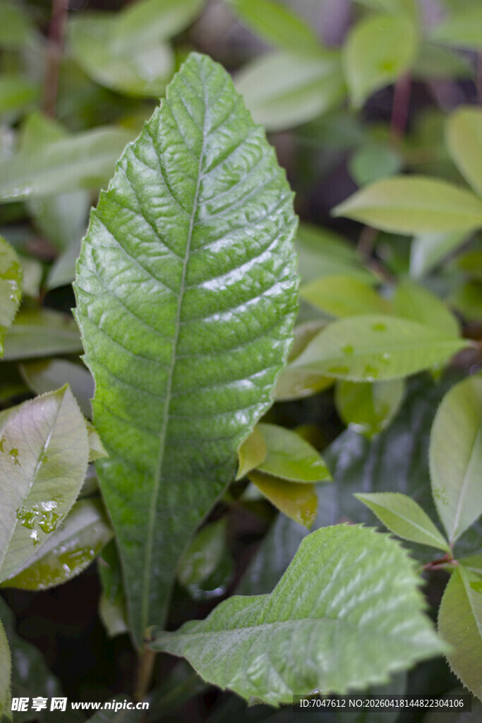 枇杷树叶片纹理