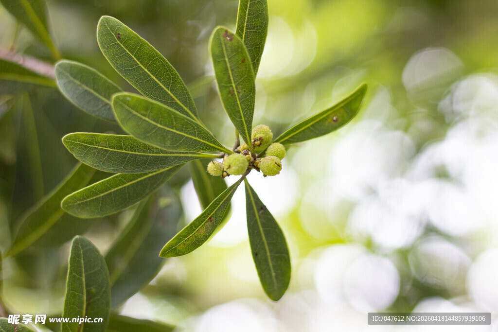杨梅枝叶特写