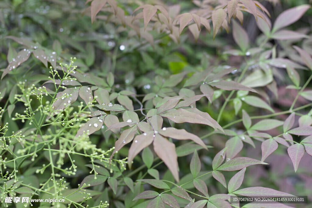 南天竹叶片特写