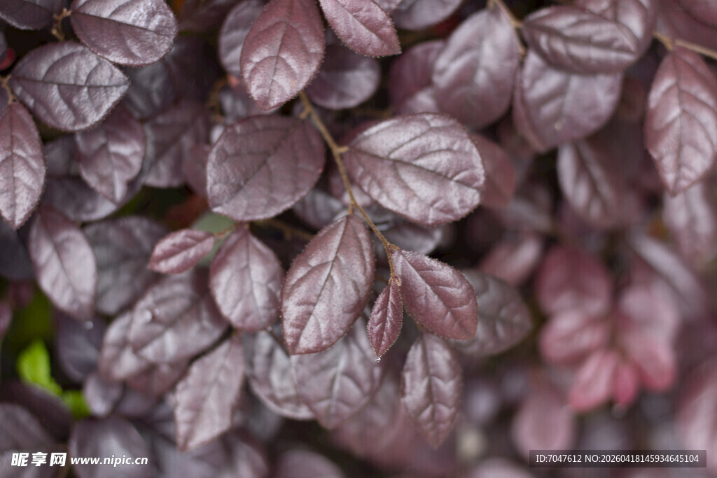 红花檵木枝叶特写 