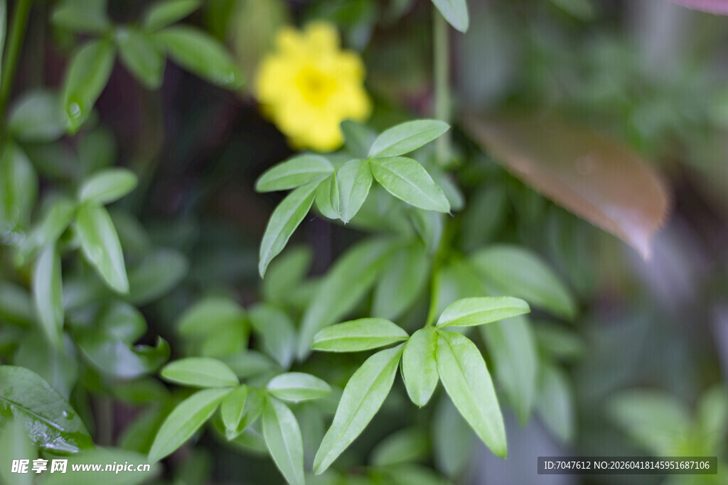 云南黄馨枝叶特写