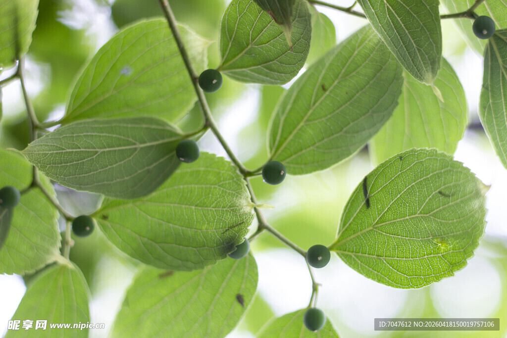 朴树翠绿叶片特写