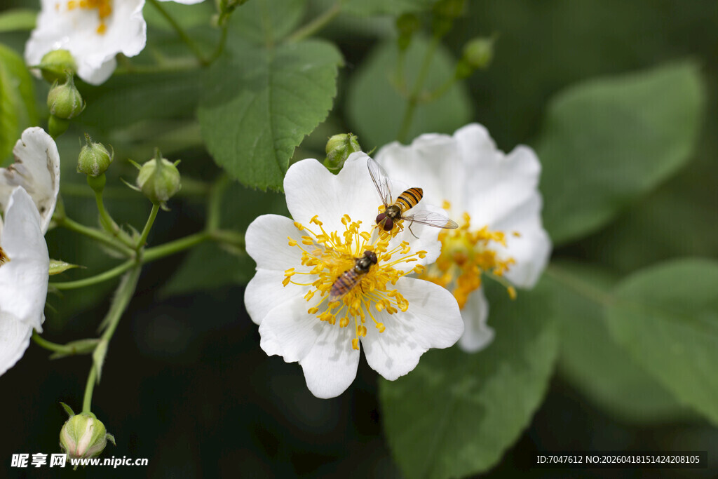 蜜蜂采蜜于白色野蔷薇