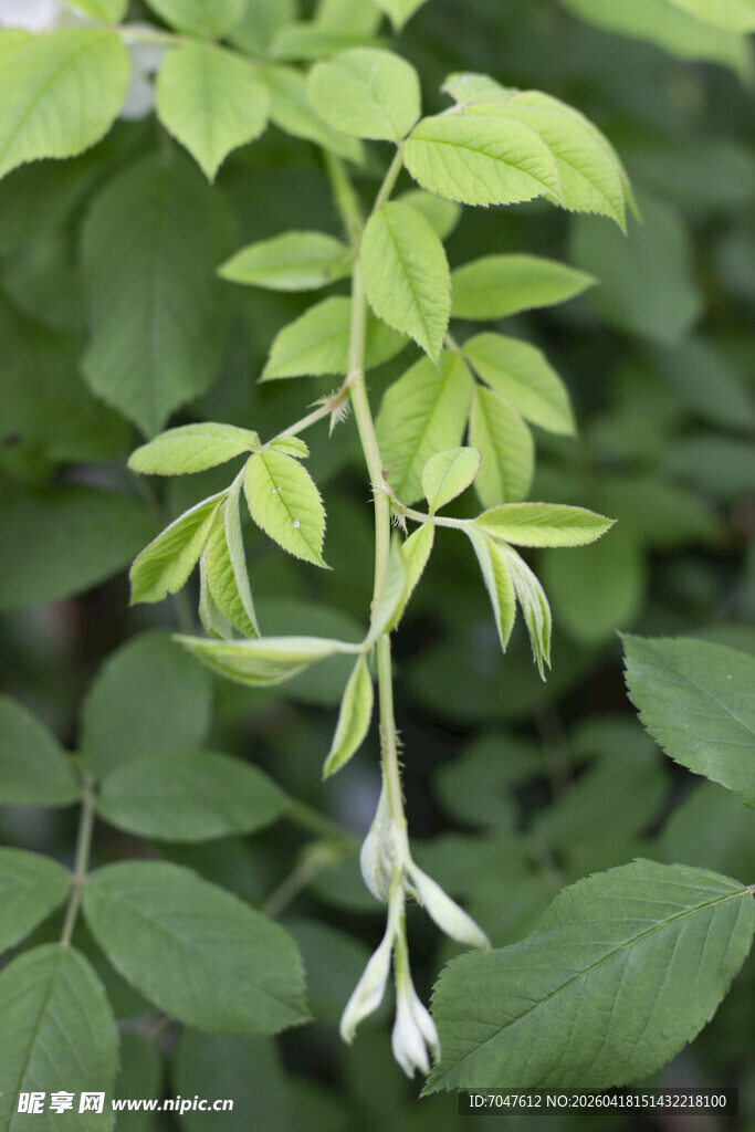 蔷薇花枝叶