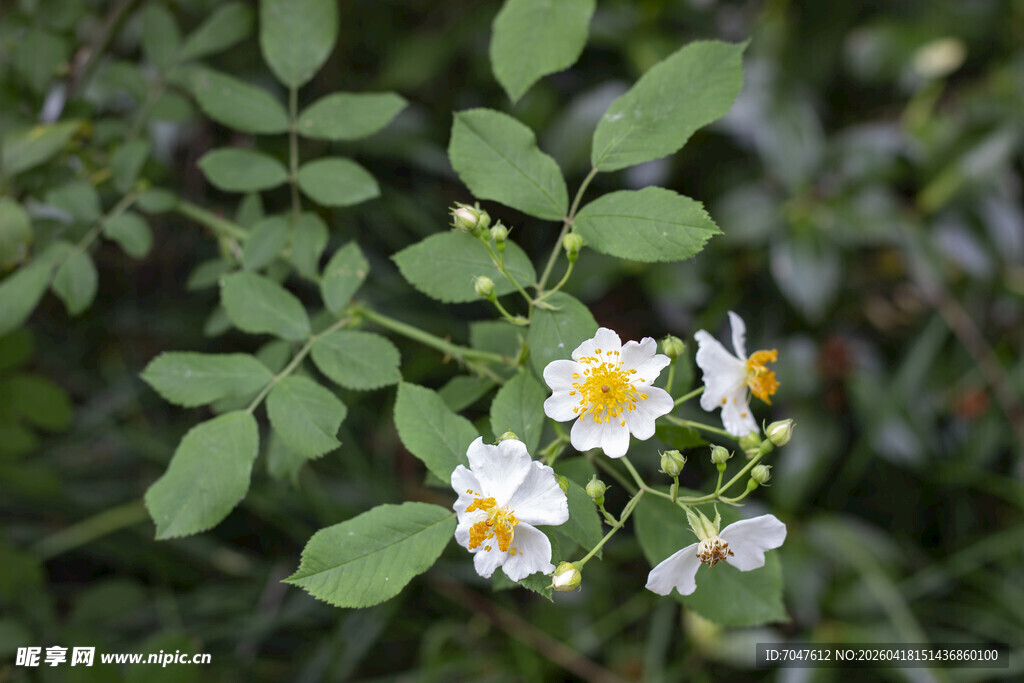 野蔷薇花朵与绿叶特写