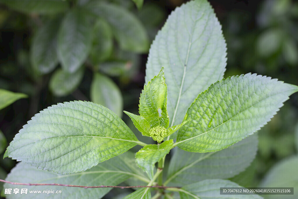 八仙花枝叶花苞