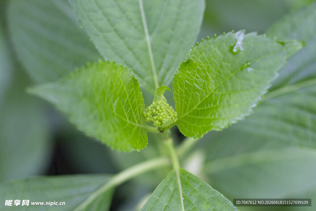 八仙花嫩绿叶片植物特写