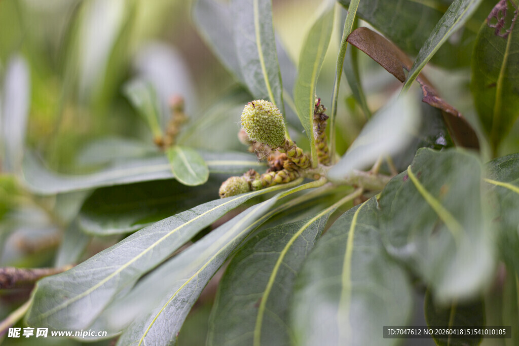 杨梅绿叶间的青涩果实