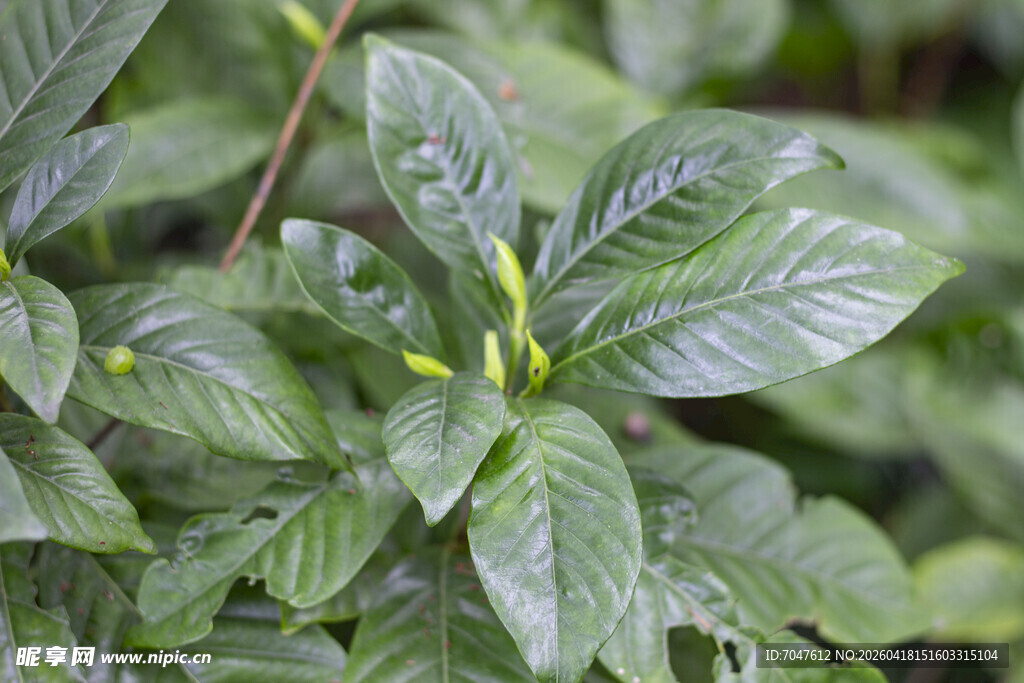 栀子花枝叶特写 