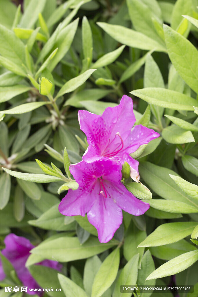 杜鹃绽放绿叶间