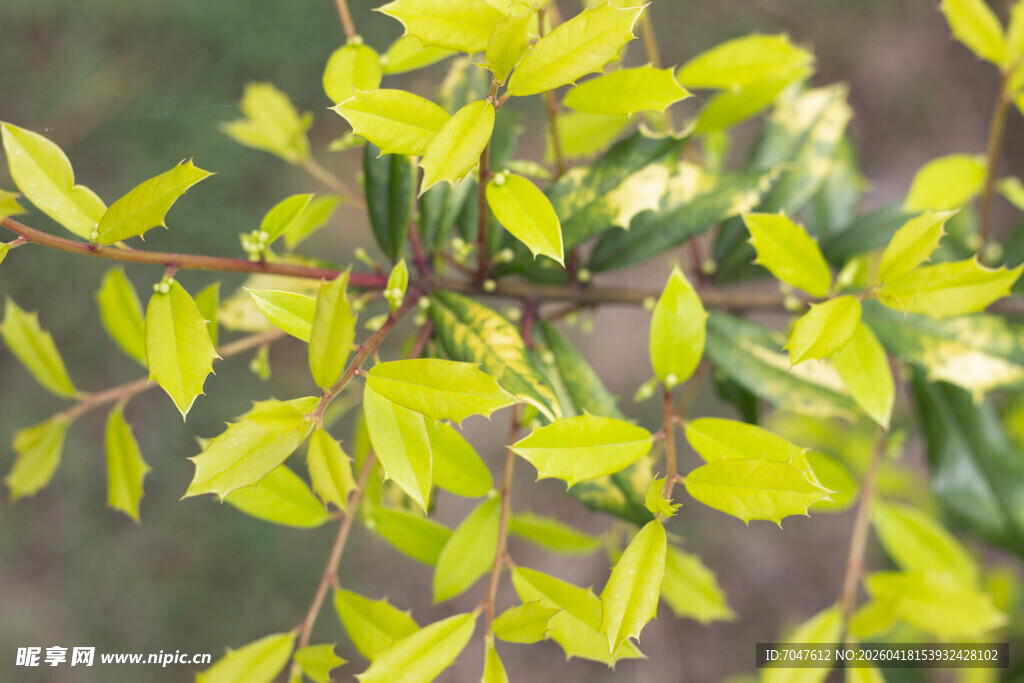 十大功劳嫩绿枝叶尽显清新生机