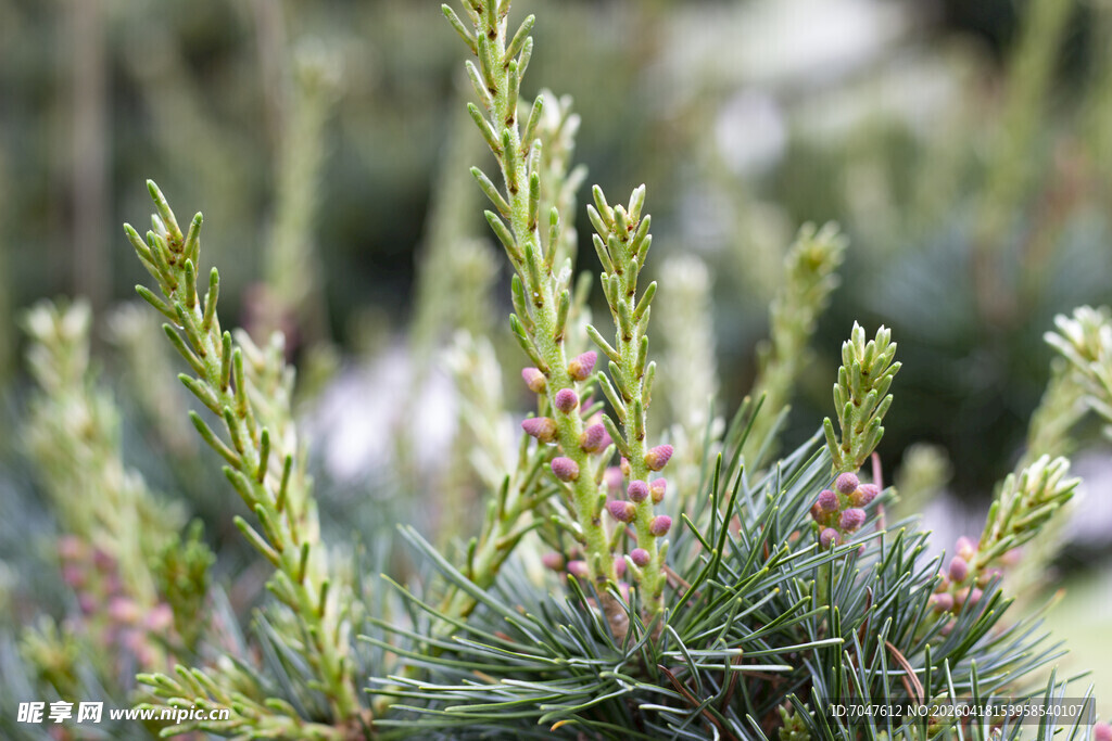 五针松翠绿松枝特写