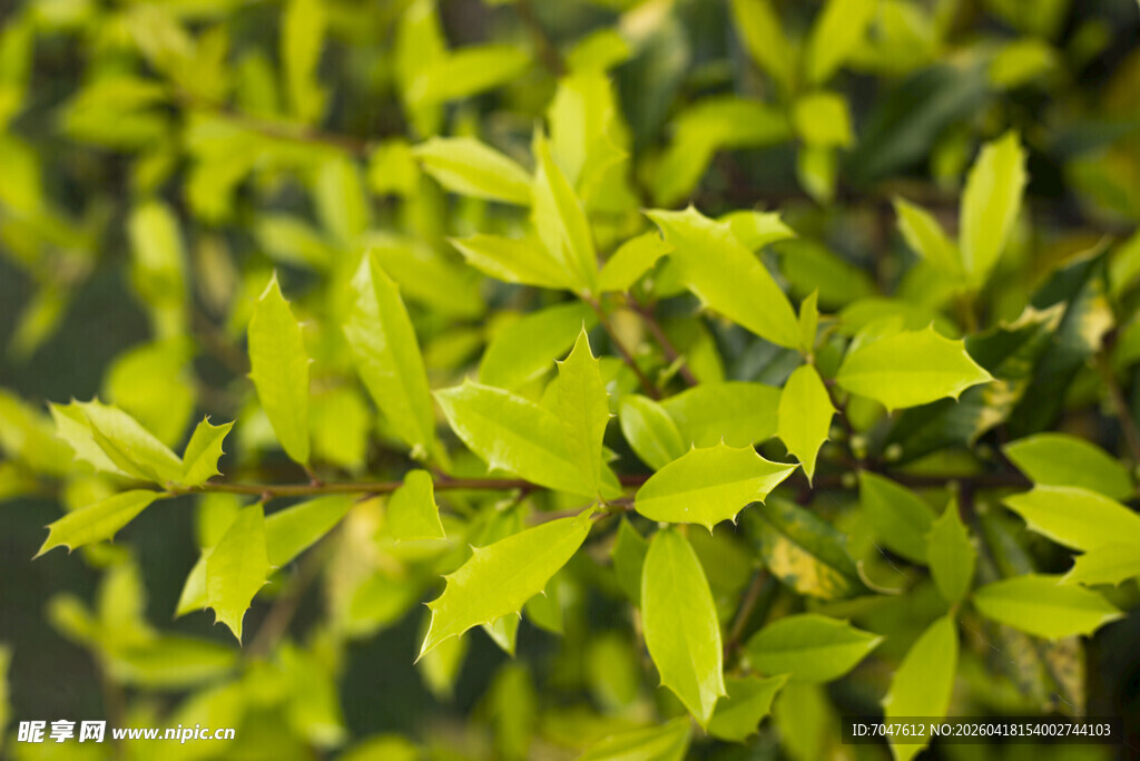 十大功劳嫩绿叶片特写
