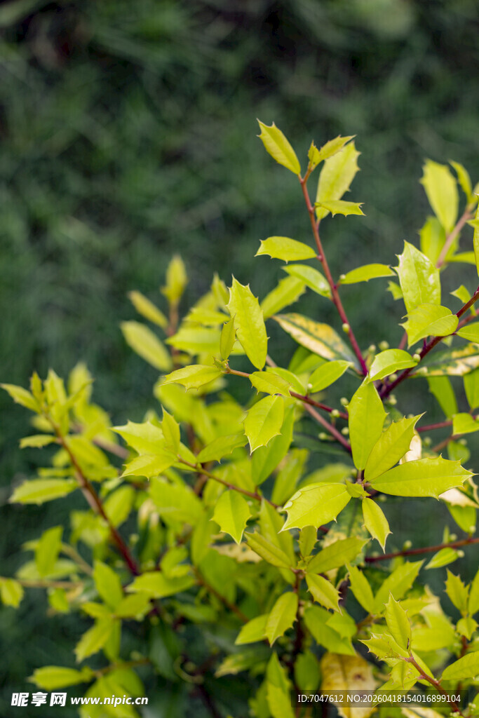 十大功劳嫩绿枝叶生机盎然