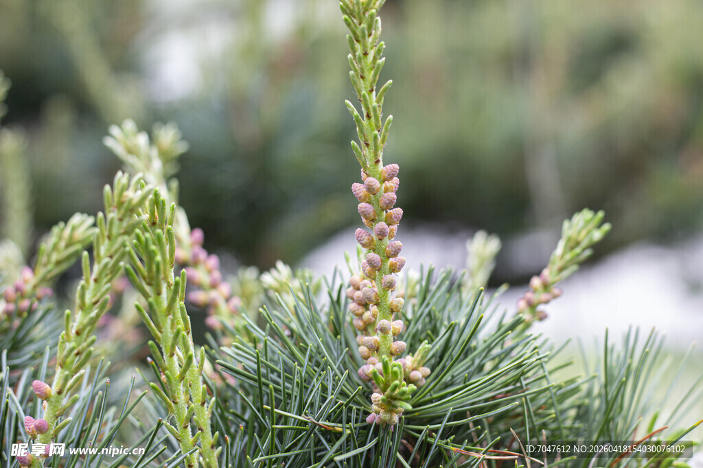 五针松嫩绿松枝果序特写