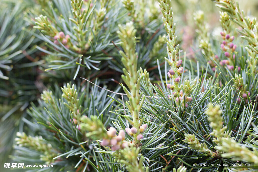 五针松翠绿松枝上的粉嫩松果