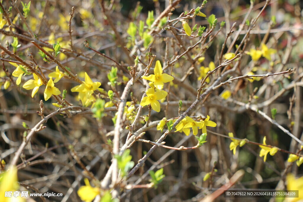 枝头绽放的金钟花