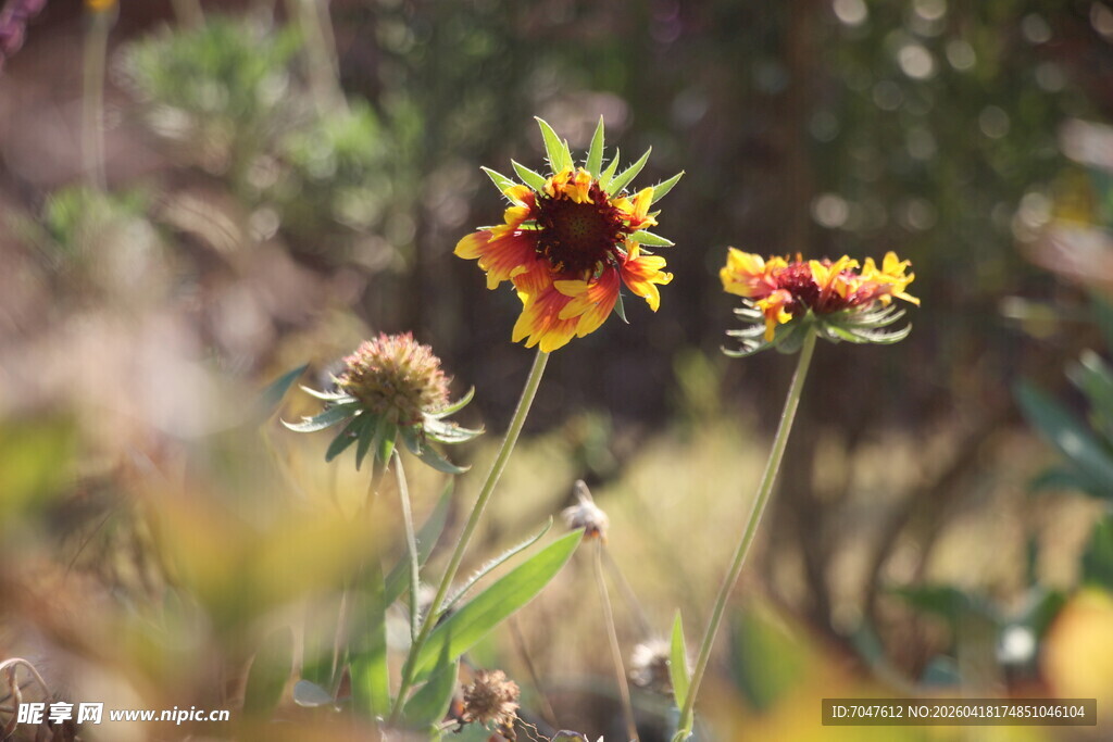 野外绽放的美丽天人菊