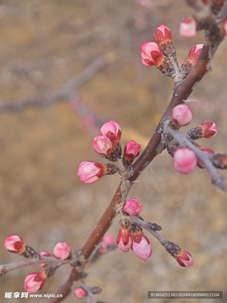 枝头粉嫩梅花初绽